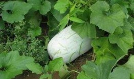 雨季冬瓜爆料视频大全,揭秘幕后真相与精彩瞬间